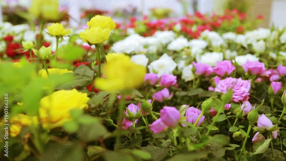 Delightful roses. Thousands of different-colored roses in a flower factory. Smooth flight. Delightful roses. Thousands of different-colored roses in a flower factory. Smooth flight.