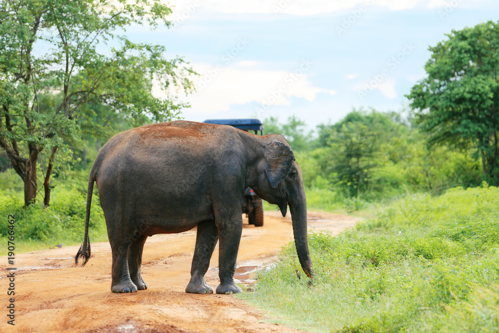Fototapeta premium Amazing elephants walking around the nature.