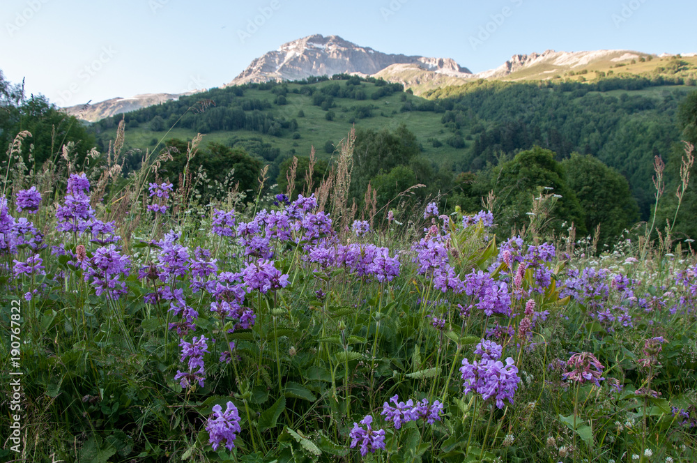 Evening in the mountains. Flowering grass. Dombay.