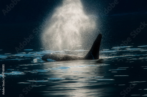 Orca, Juneau, Alaska,Whale