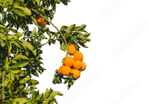 branch with oranges on an orange tree isolated