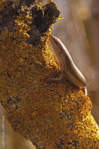 Female bridled mabuya photo