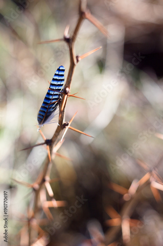 Bird feather, jay feather on thorns, spring colors and background.