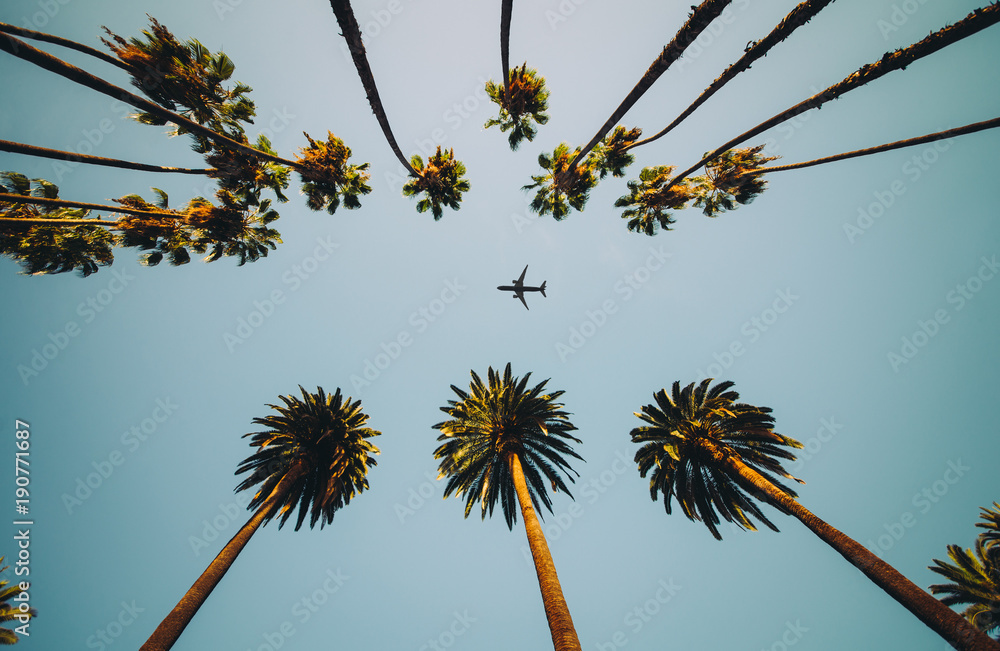 Obraz premium Widok palmy, niebo i latający samolot