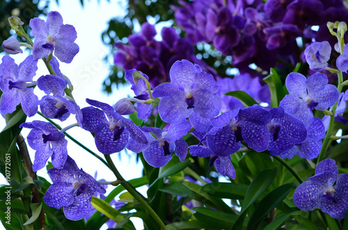 Cuadro en lienzo vanda (blue orchid)