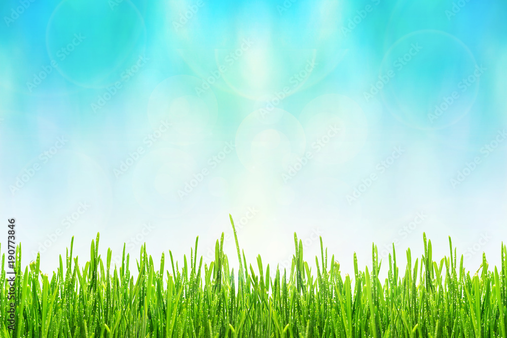 Spring or summer abstract background with green grass with drops of dew and bokeh lights