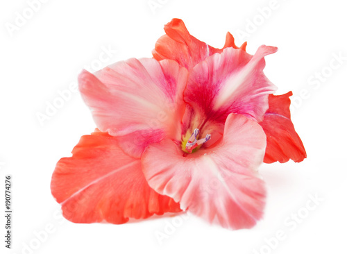 gladiolus closeup isolated on white background