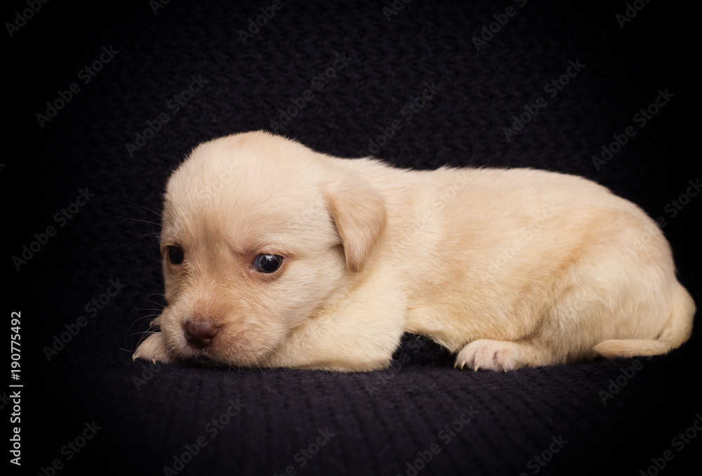 little beige labrador puppy looks little beige labrador puppy looks