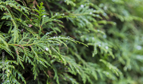 green fir with drops of rain 