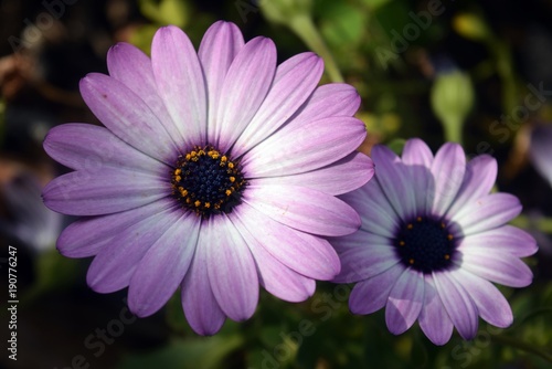 Purple flower Leucanthemum maximum natural background