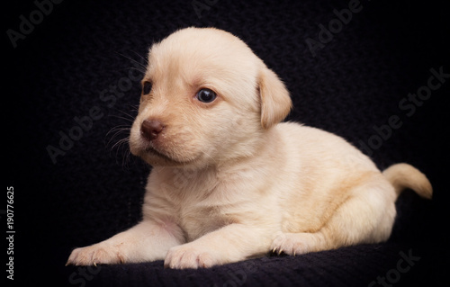 little beige labrador puppy looks