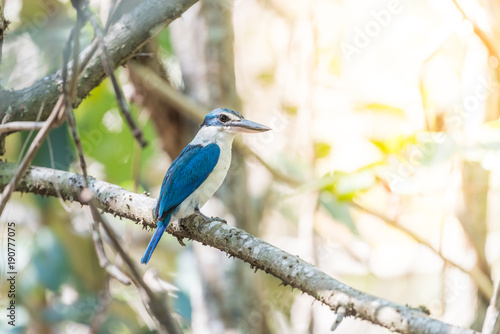 Bird (White-collared kingfisher) in a nature wild © pongmoji