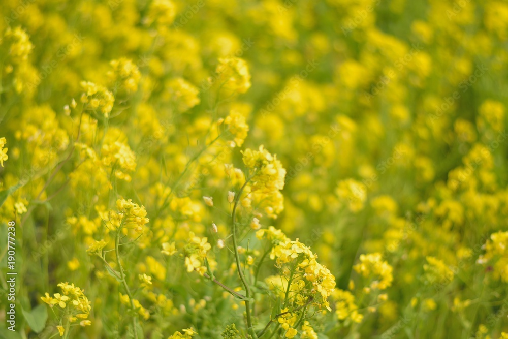 Spring background of yellow rapeseed flower fields in sunshine