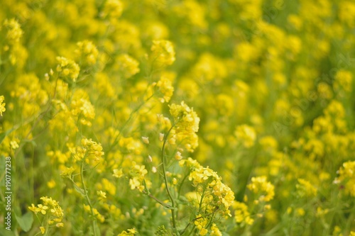Spring background of yellow rapeseed flower fields in sunshine © shubhashish5
