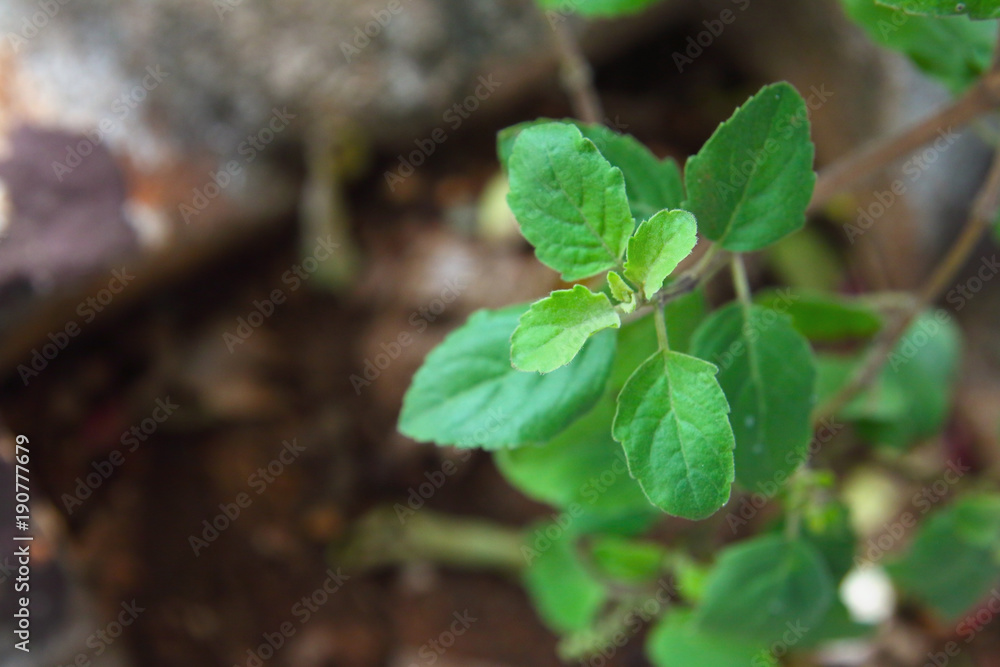 Tulsi Plant Tulsi Plant