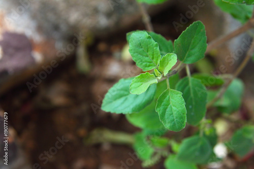 Tulsi Plant