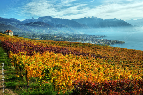 Fototapeta Naklejka Na Ścianę i Meble -  panorama of autumn vineyards in Switzerland