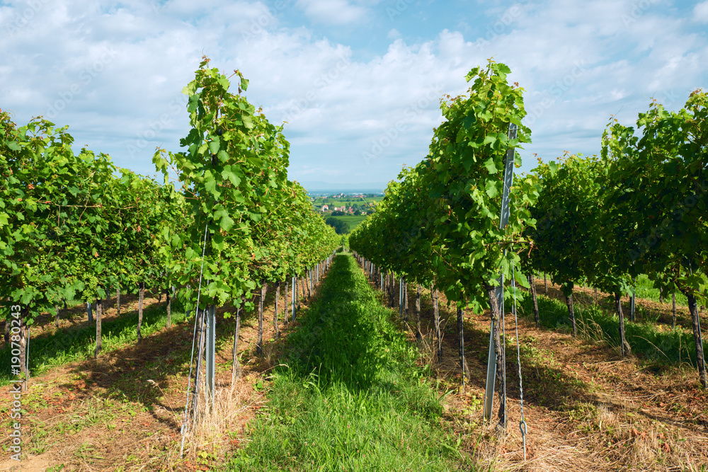Summer landscape with vineyard and blue sky. Summer landscape with vineyard and blue sky.