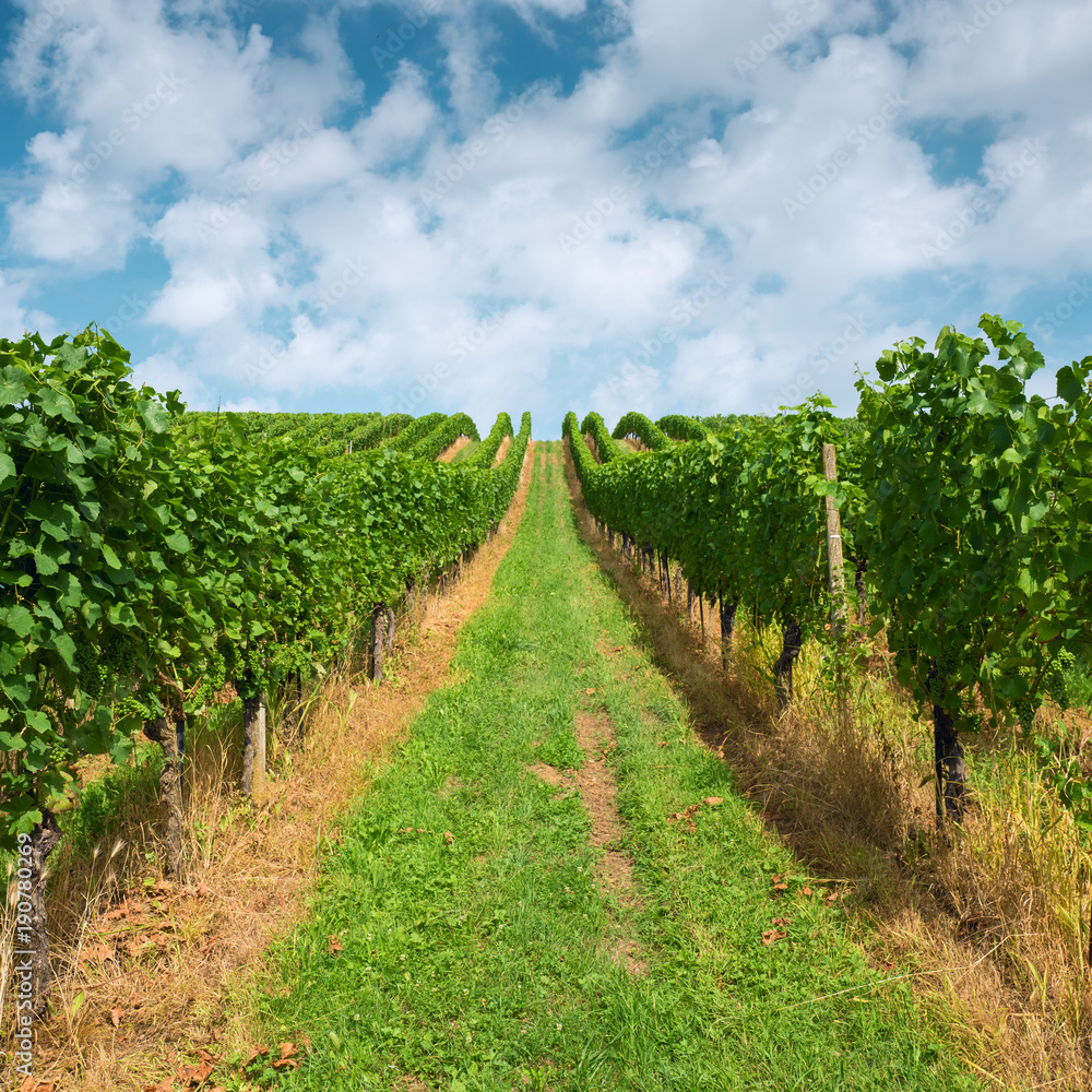 Summer landscape with vineyard and blue sky.