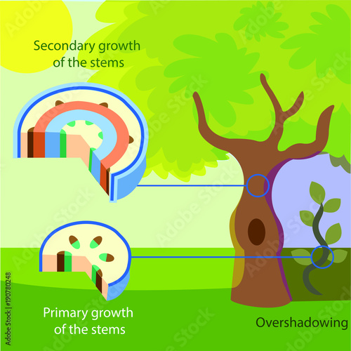 Vector illustration of the structure of primary and secondary growth of the stems in trees. Colourful plant biology picture.
