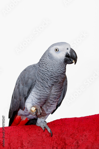 Parrot eating holding food in his feet