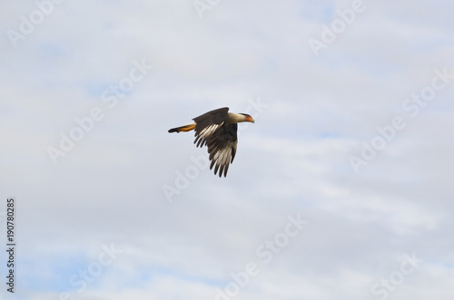 Caracara bird flying photo