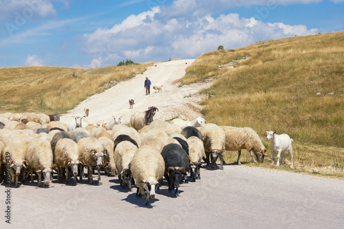 Landscape with herd of sheep. Balkans, Montenegro, Krnovo