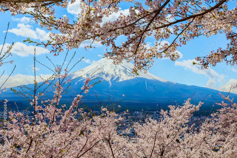 The Mount Fuji.Foreground is a cherry blossoms.The shooting location is Fujiyoshida City, Yamanashi Prefecture, Japan. The Mount Fuji.Foreground is a cherry blossoms.The shooting location is Fujiyoshida City, Yamanashi Prefecture, Japan.
