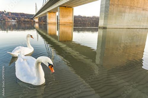 Liberty bridge in Novi Sad,...