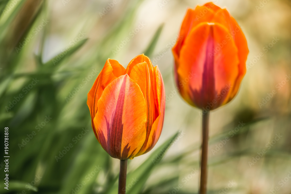 Tulips, tulipa blooming in spring time, dyed with a wide variety of colors Tulips, tulipa blooming in spring time, dyed with a wide variety of colors