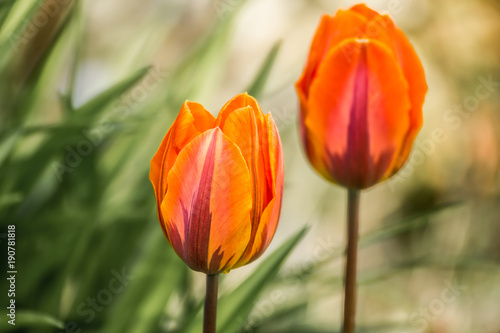 Tulips  tulipa blooming in spring time  dyed with a wide variety of colors