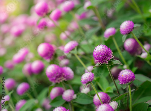 Purple flower blooming, Everlasting, Gomphrena © ritablue