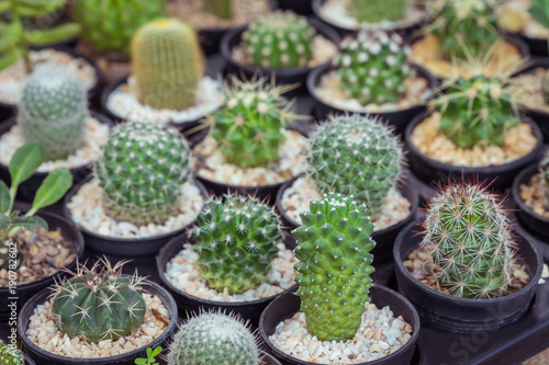 Various cactus plants in pot