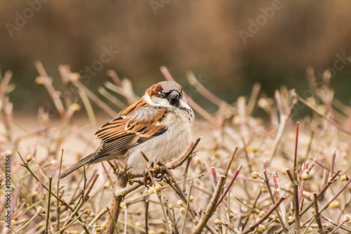 Male or female house sparrow or Passer domesticus is a bird of the sparrow family Passeridae, found in most parts of the world