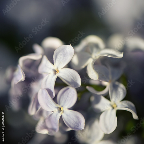 Closeup of spring and season of lilac flowers. Background and texture of flower