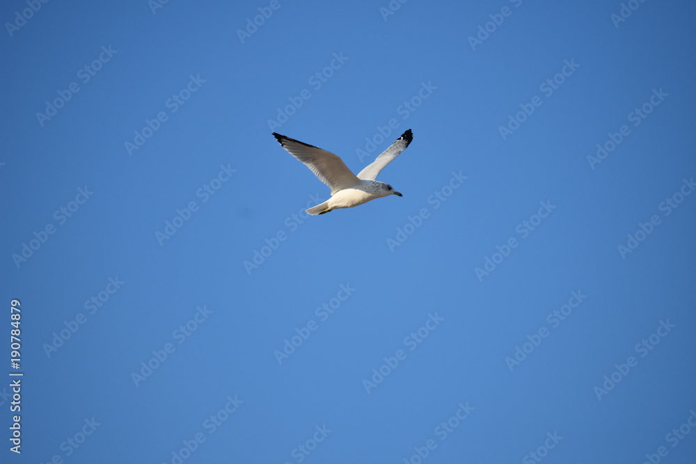 Seagull in Flight on Blue Sky