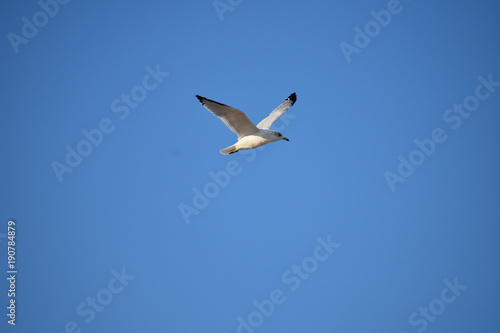 Seagull in Flight on Blue Sky