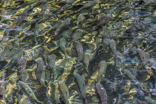 マスの群れ ( Trout )