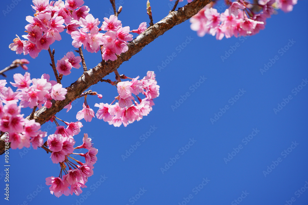 Beautiful cherry blossom sakura in spring time over blue sky. Beautiful cherry blossom sakura in spring time over blue sky.