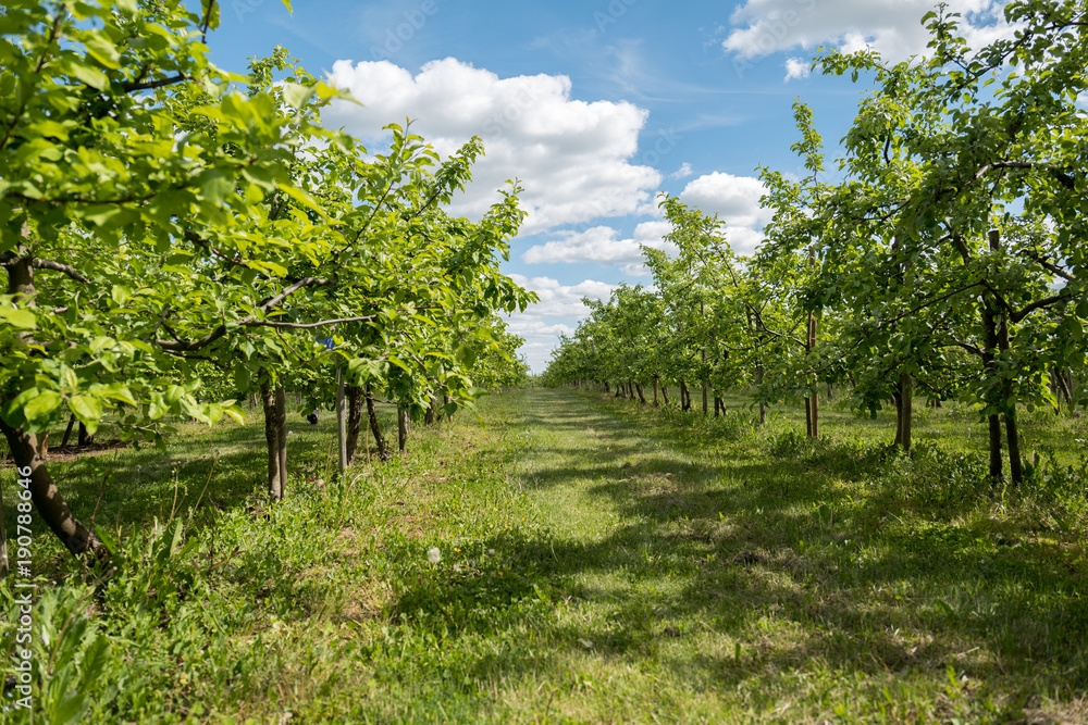 Apple Fruit Garden