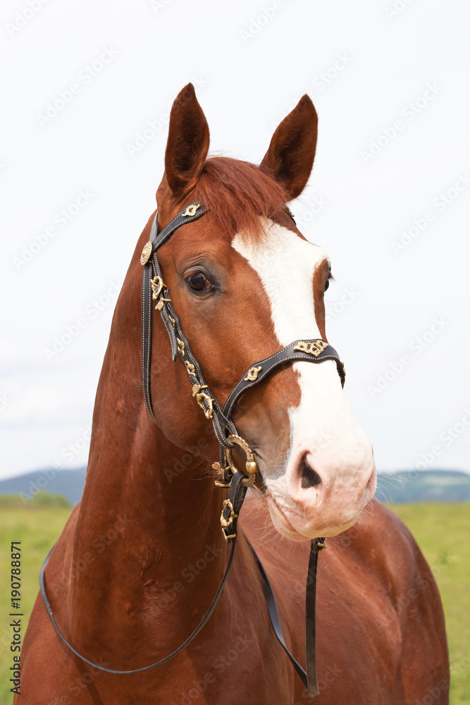 Fototapeta premium Portrait of nice hot-blooded horse