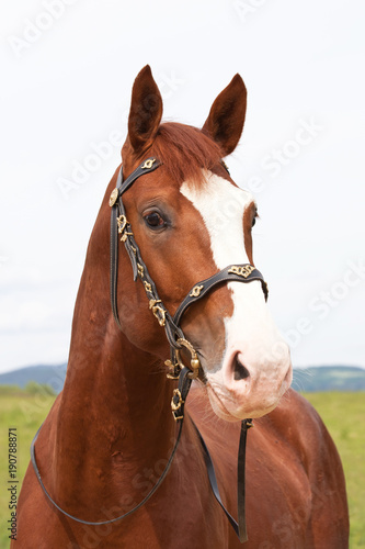 Portrait of nice hot-blooded horse