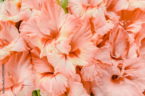 Fotografie, Obraz Texture of pink gladioluses on wooden white background