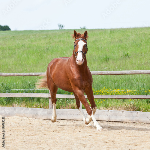 Portrait of nice running hot-blooded horse © lenkadan