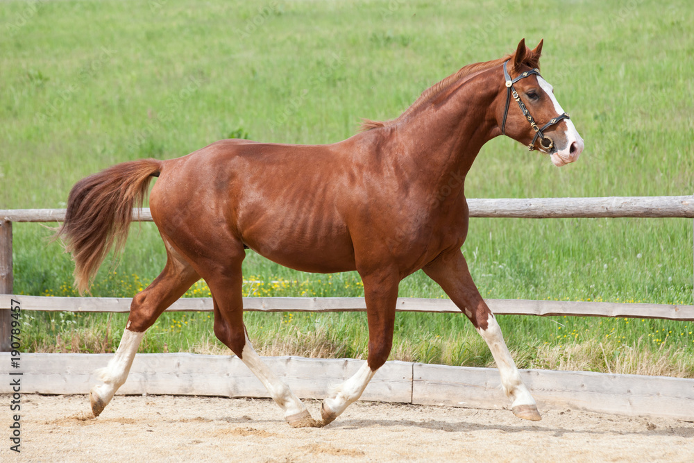Portrait of nice running hot-blooded horse Portrait of nice running hot-blooded horse