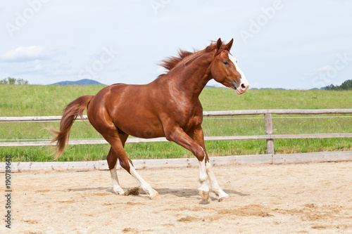 Portrait of nice running hot-blooded horse