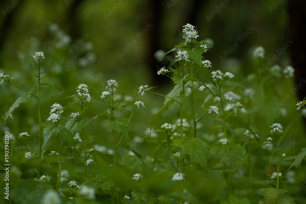unusual flowers of a Lunaria plant in a dark mysterious forest unusual flowers of a Lunaria plant in a dark mysterious forest