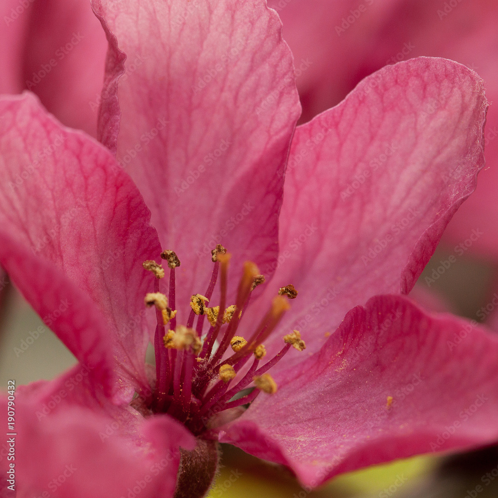 beautiful bright pink sakura flowers