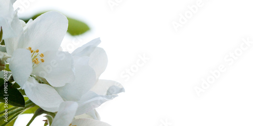 beautiful tender white flowers of apple tree