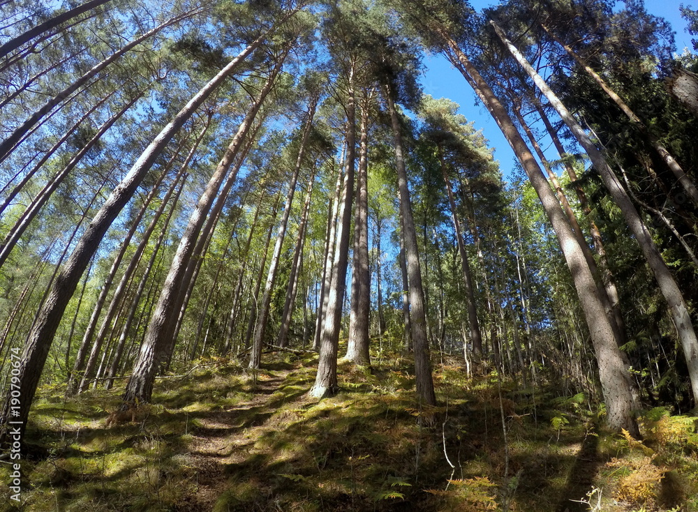 Fototapeta premium Norwegian woods